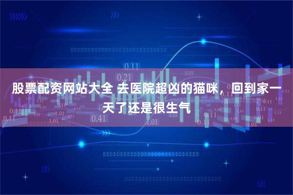 股票配资网站大全 去医院超凶的猫咪，回到家一天了还是很生气