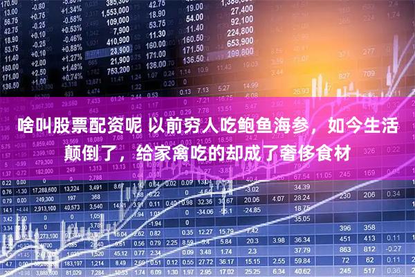 啥叫股票配资呢 以前穷人吃鲍鱼海参，如今生活颠倒了，给家禽吃的却成了奢侈食材